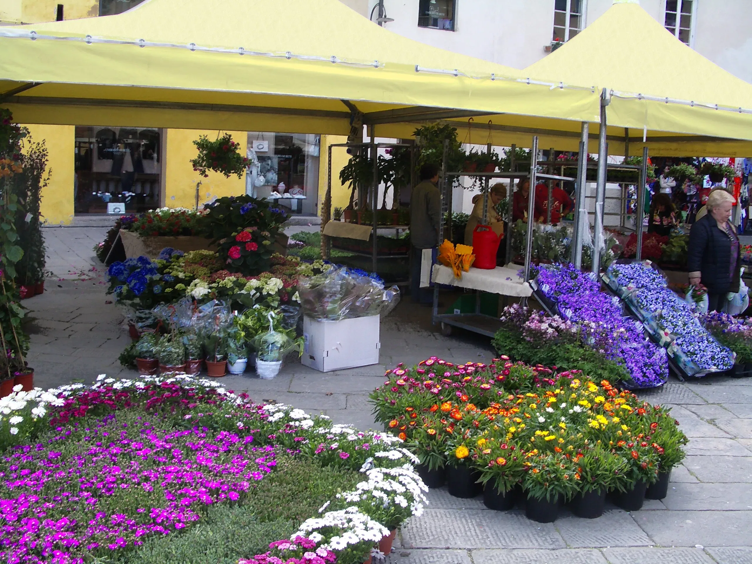 Lucca Santa Zita