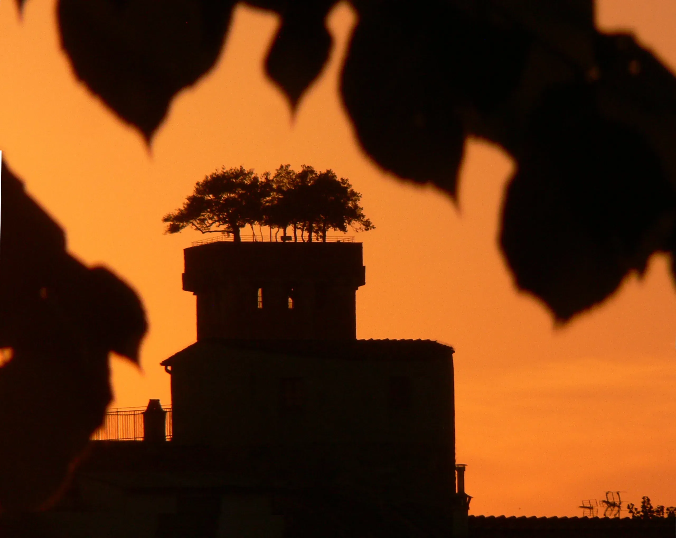 Lucca Torre Guinigi At Sunset